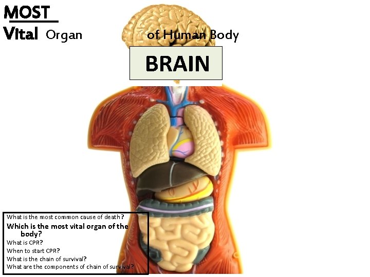 MOST Vital Organ of Human Body BRAIN What is the most common cause of
