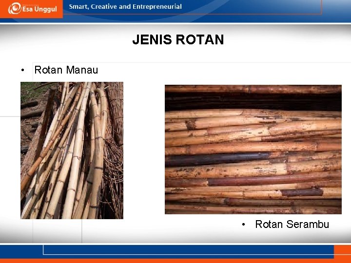 JENIS ROTAN • Rotan Manau • Rotan Serambu 