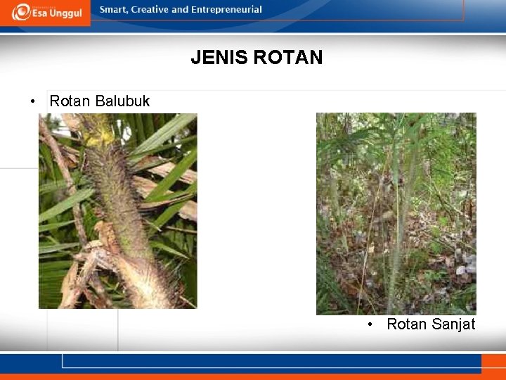 JENIS ROTAN • Rotan Balubuk • Rotan Sanjat 