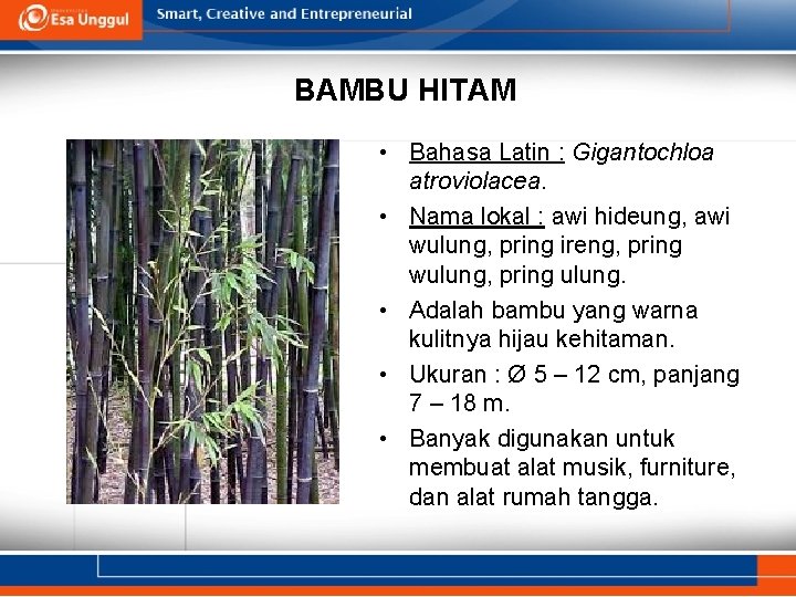 BAMBU HITAM • Bahasa Latin : Gigantochloa atroviolacea. • Nama lokal : awi hideung,