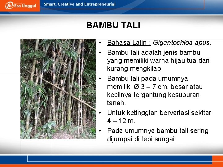 BAMBU TALI • Bahasa Latin : Gigantochloa apus. • Bambu tali adalah jenis bambu