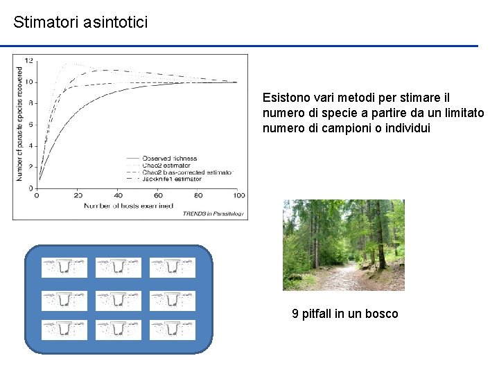 Stimatori asintotici Esistono vari metodi per stimare il numero di specie a partire da