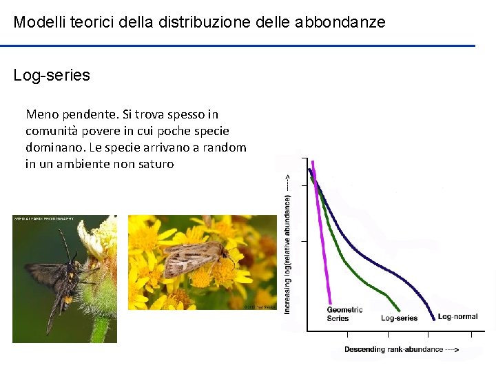 Modelli teorici della distribuzione delle abbondanze Log-series Meno pendente. Si trova spesso in comunità