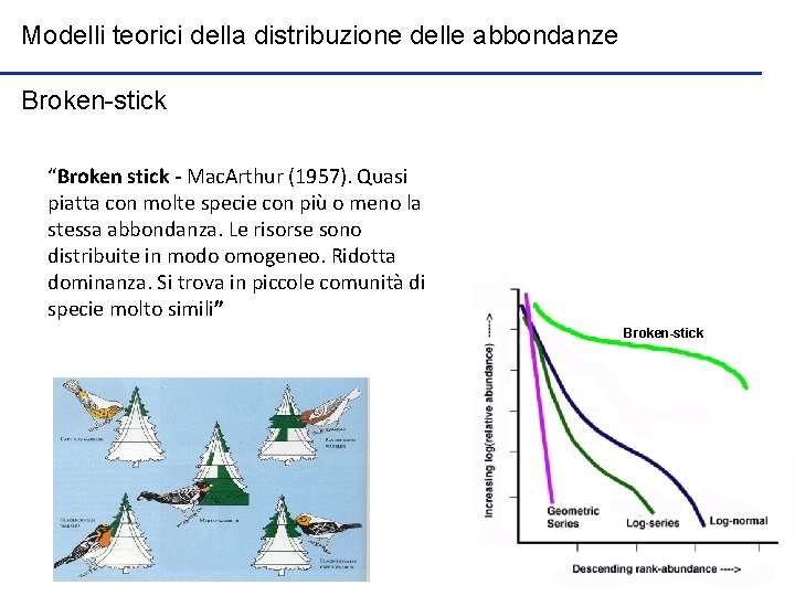 Modelli teorici della distribuzione delle abbondanze Broken-stick “Broken stick - Mac. Arthur (1957). Quasi