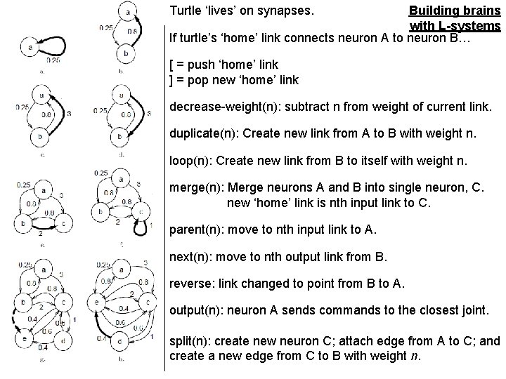 Building brains with L-systems If turtle’s ‘home’ link connects neuron A to neuron B…