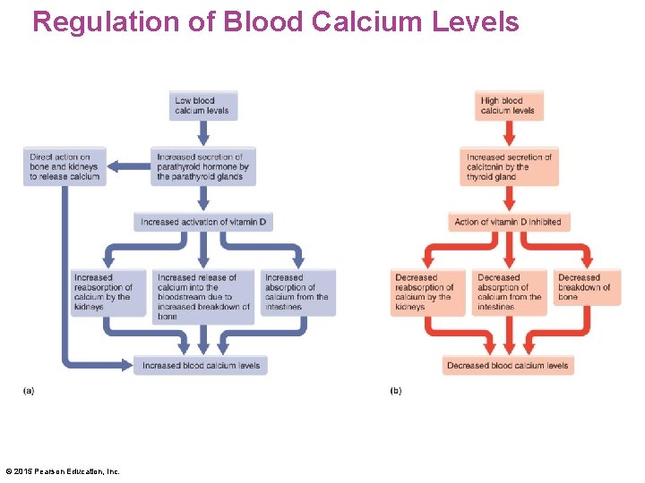 Regulation of Blood Calcium Levels © 2015 Pearson Education, Inc. 
