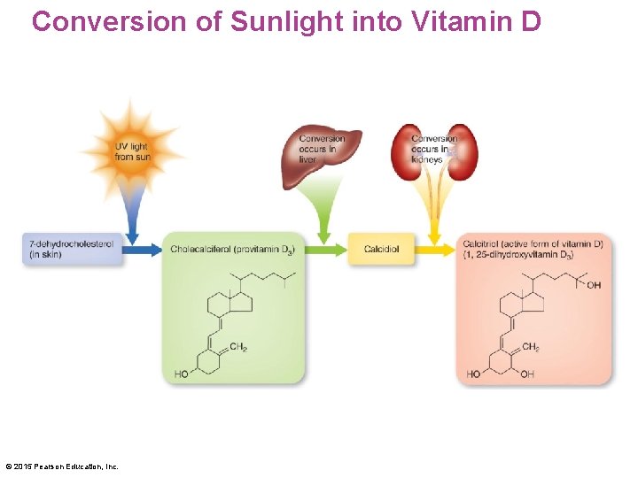 Conversion of Sunlight into Vitamin D © 2015 Pearson Education, Inc. 
