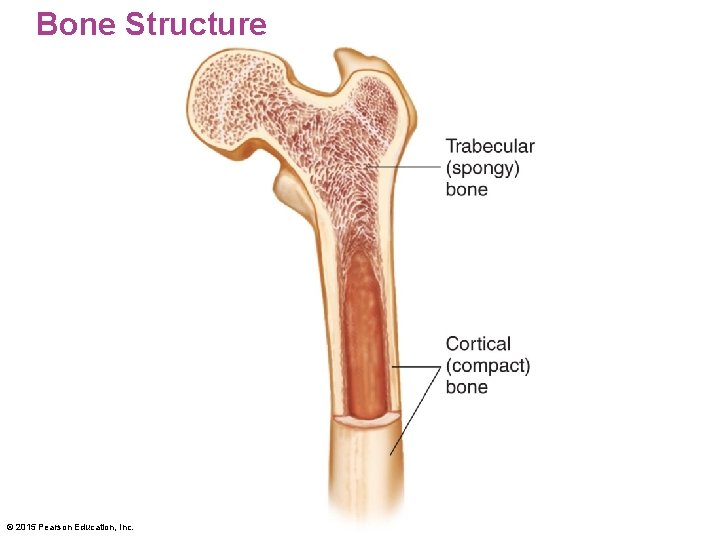 Bone Structure © 2015 Pearson Education, Inc. 