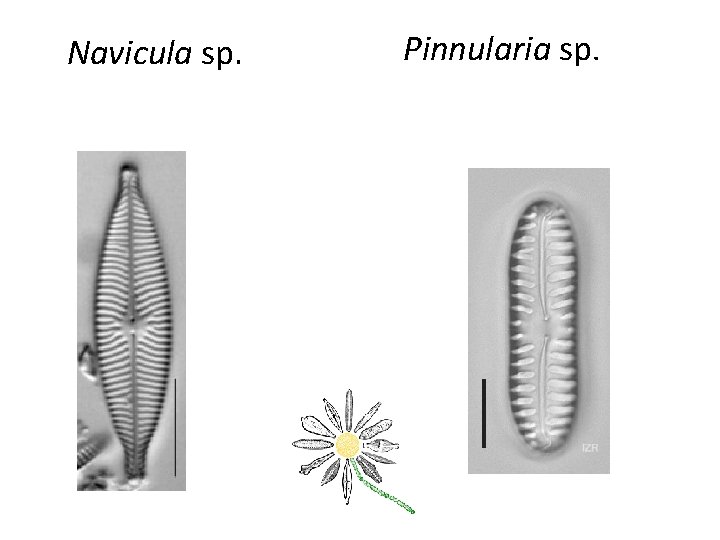 Navicula sp. Pinnularia sp. 