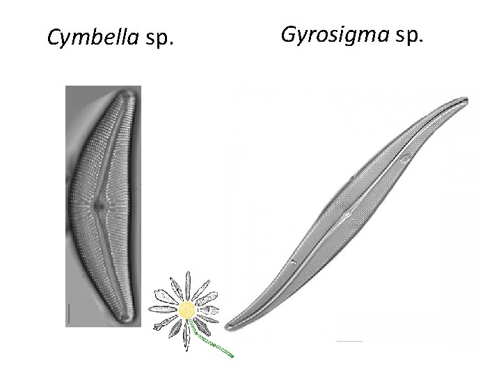 Cymbella sp. Gyrosigma sp. 
