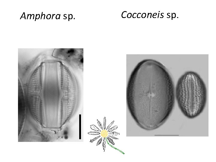 Amphora sp. Cocconeis sp. 