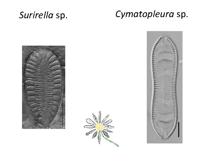 Surirella sp. Cymatopleura sp. 