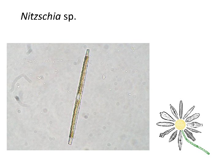 Nitzschia sp. 