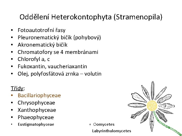 Oddělení Heterokontophyta (Stramenopila) • • Fotoautotrofní řasy Pleuronematický bičík (pohybový) Akronematický bičík Chromatofory se