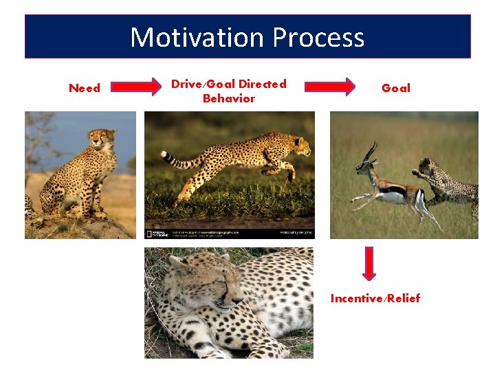 Motivation Process Need Drive/Goal Directed Behavior Goal Incentive/Relief 