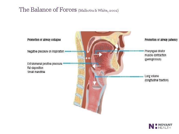 The Balance of Forces (Malhotra & White, 2002) 