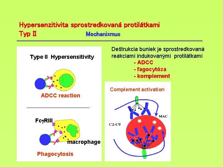 Hypersenzitivita sprostredkovaná protilátkami Typ II Mechanizmus Type II Hypersensitivity Deštrukcia buniek je sprostredkovaná reakciami