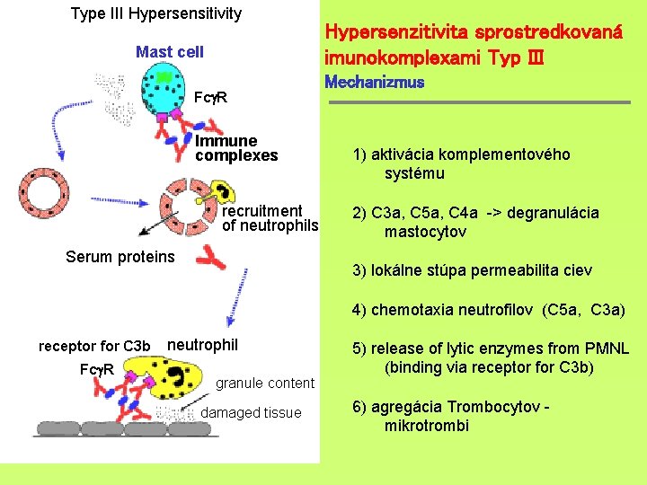 Type III Hypersensitivity Mast cell Fc R Immune complexes recruitment of neutrophils Serum proteins