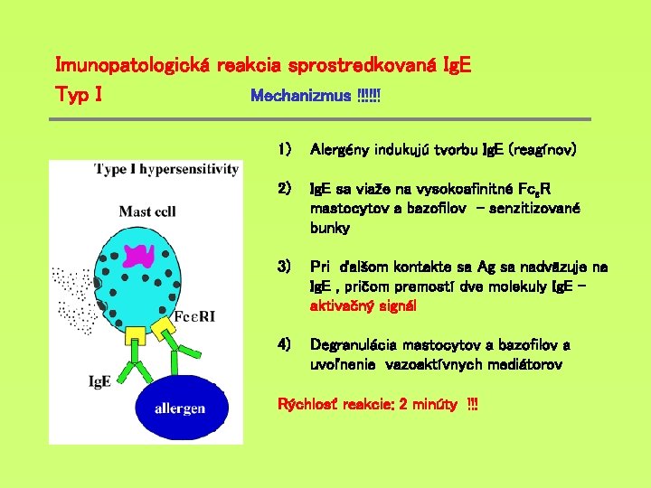 Imunopatologická reakcia sprostredkovaná Ig. E Typ I Mechanizmus !!!!!! 1) Alergény indukujú tvorbu Ig.