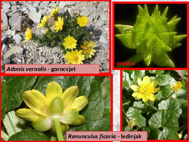 Adonis vernalis - gorocvjet orašica Ranunculus ficaria - ledinjak 