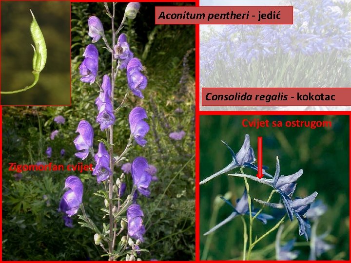 Aconitum pentheri - jedić Consolida regalis - kokotac Cvijet sa ostrugom Zigomorfan cvijet 