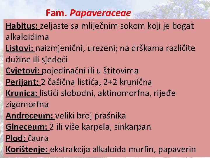 Fam. Papaveraceae Habitus: zeljaste sa mliječnim sokom koji je bogat alkaloidima Listovi: naizmjenični, urezeni;