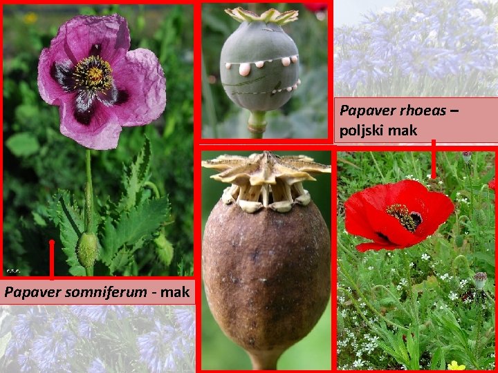 Papaver rhoeas – poljski mak Papaver somniferum - mak 