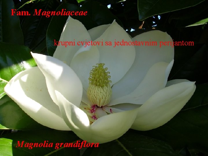 Fam. Magnoliaceae krupni cvjetovi sa jednostavnim perijantom Magnolia grandiflora 