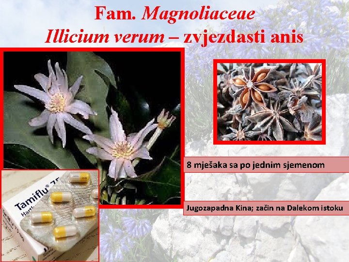 Fam. Magnoliaceae Illicium verum – zvjezdasti anis 8 mješaka sa po jednim sjemenom Jugozapadna