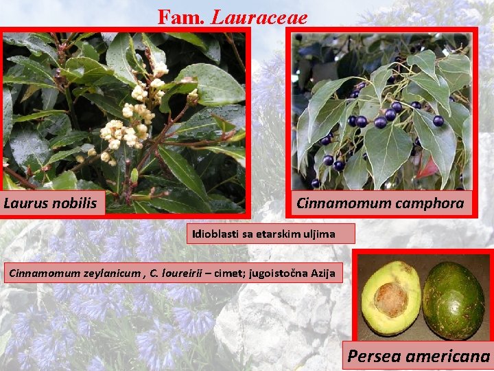 Fam. Lauraceae Laurus nobilis Cinnamomum camphora Idioblasti sa etarskim uljima Cinnamomum zeylanicum , C.