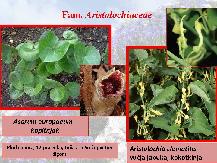 Fam. Aristolochiaceae Asarum europaeum kopitnjak Plod čahura; 12 prašnika, tučak sa 6 režnjavitim žigom