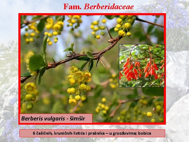 Fam. Berberidaceae Berberis vulgaris - šimšir 6 čašičnih, kruničnih listića i prašnika – u