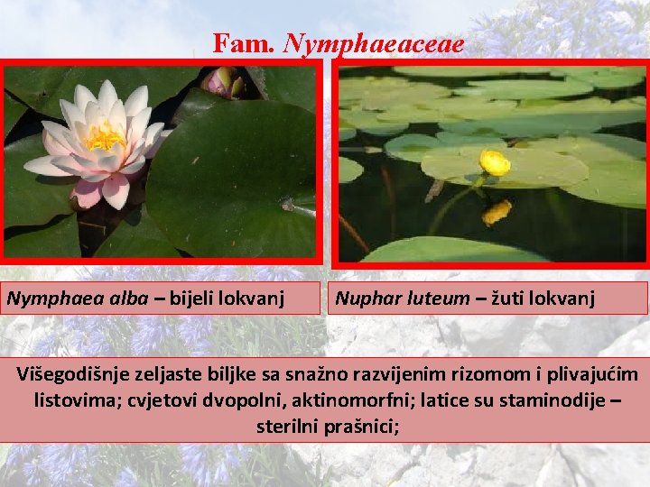 Fam. Nymphaeaceae Nymphaea alba – bijeli lokvanj Nuphar luteum – žuti lokvanj Višegodišnje zeljaste