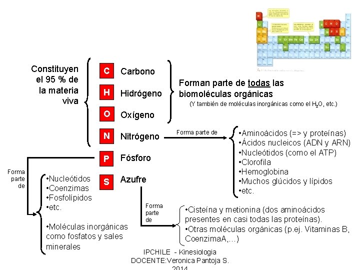 Constituyen el 95 % de la materia viva Forma parte de • Nucleótidos •