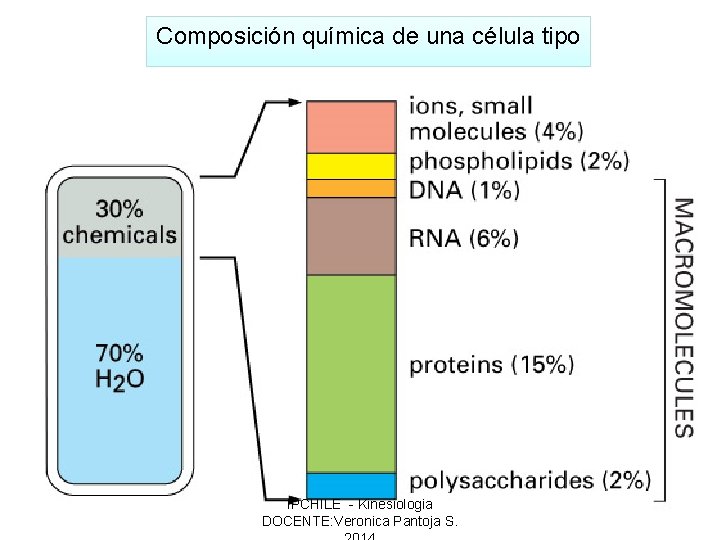 Composición química de una célula tipo IPCHILE - Kinesiologia DOCENTE: Veronica Pantoja S. 