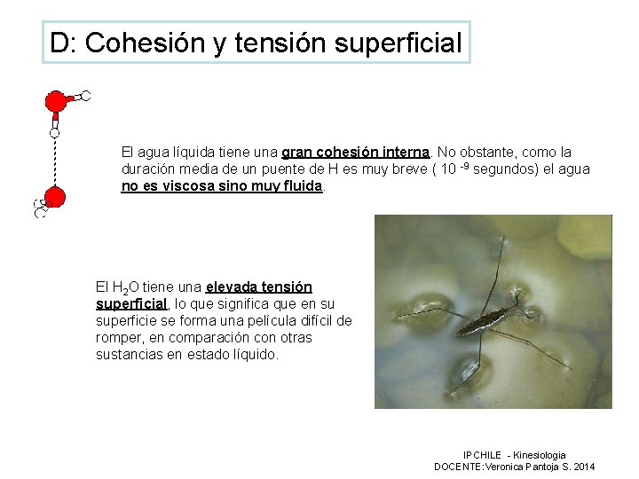 D: Cohesión y tensión superficial El agua líquida tiene una gran cohesión interna. No