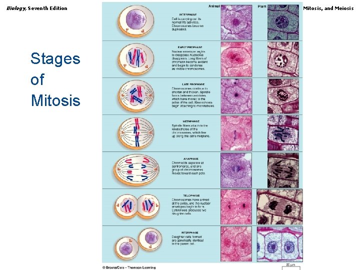 Biology, Seventh Edition CHAPTER 9 Chromosomes, Mitosis, and Meiosis Stages of Mitosis Copyright ©