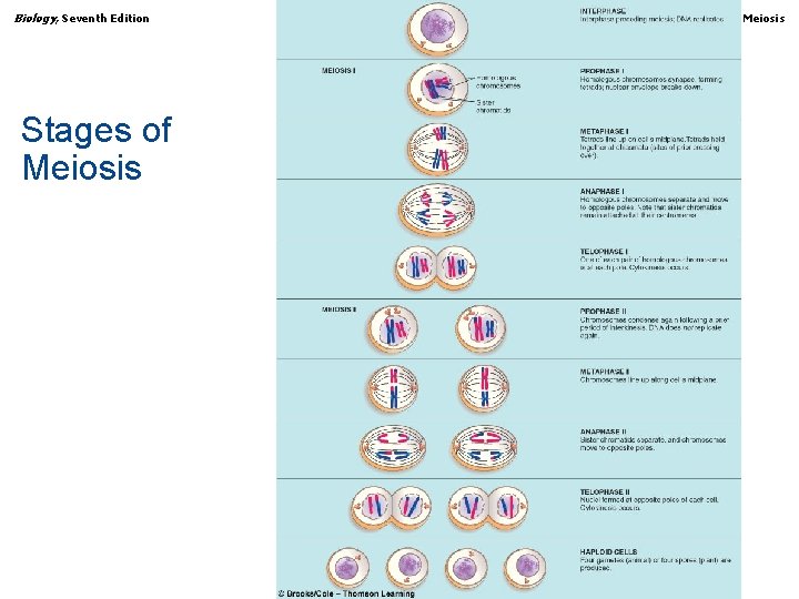 Biology, Seventh Edition CHAPTER 9 Chromosomes, Mitosis, and Meiosis Stages of Meiosis Copyright ©