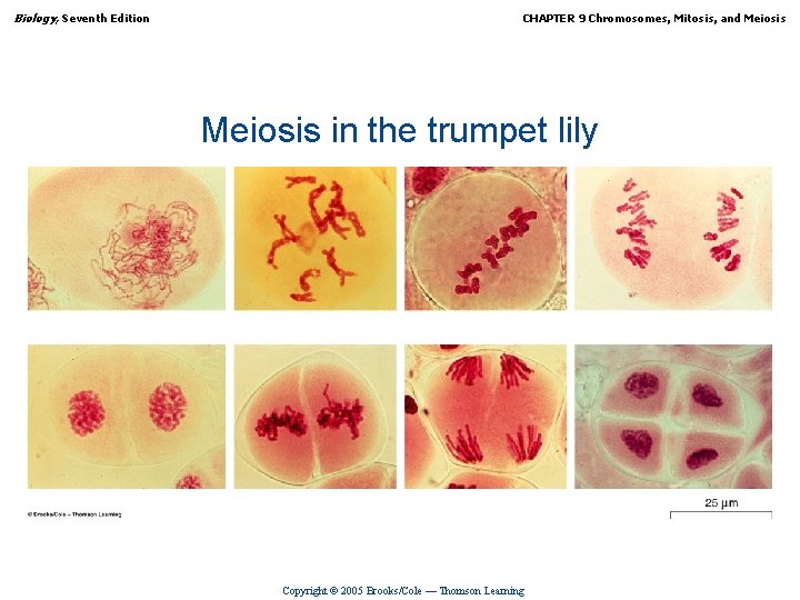 Biology, Seventh Edition CHAPTER 9 Chromosomes, Mitosis, and Meiosis in the trumpet lily Copyright