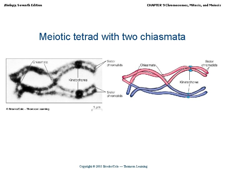 Biology, Seventh Edition CHAPTER 9 Chromosomes, Mitosis, and Meiosis Meiotic tetrad with two chiasmata