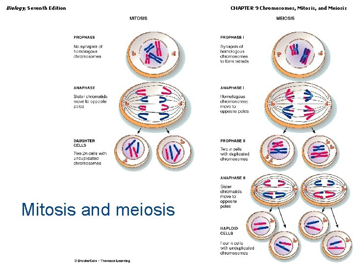 Biology, Seventh Edition CHAPTER 9 Chromosomes, Mitosis, and Meiosis Mitosis and meiosis Copyright ©