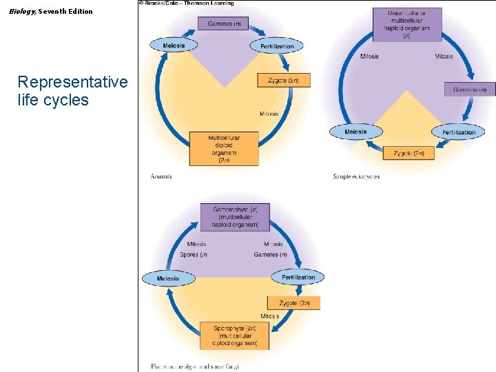 Biology, Seventh Edition CHAPTER 9 Chromosomes, Mitosis, and Meiosis Representative life cycles Copyright ©