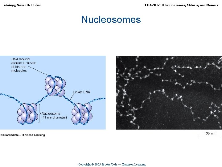 Biology, Seventh Edition CHAPTER 9 Chromosomes, Mitosis, and Meiosis Nucleosomes Copyright © 2005 Brooks/Cole