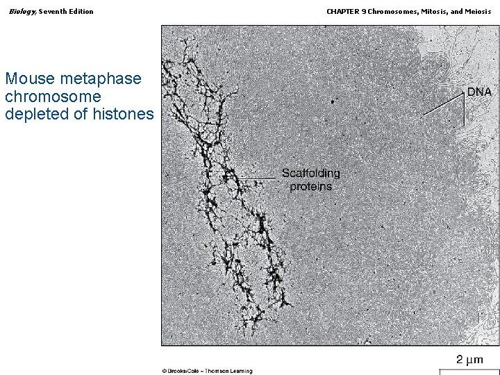 Biology, Seventh Edition CHAPTER 9 Chromosomes, Mitosis, and Meiosis Mouse metaphase chromosome depleted of