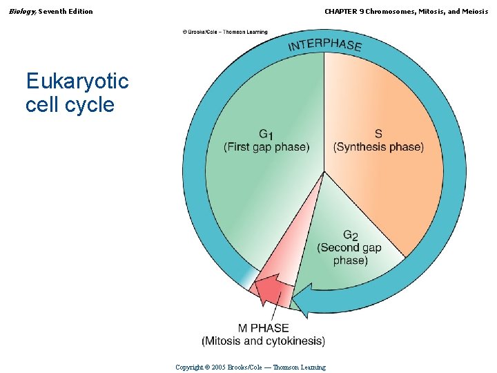 Biology, Seventh Edition CHAPTER 9 Chromosomes, Mitosis, and Meiosis Eukaryotic cell cycle Copyright ©