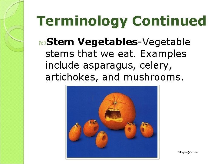 Terminology Continued Stem Vegetables-Vegetable stems that we eat. Examples include asparagus, celery, artichokes, and
