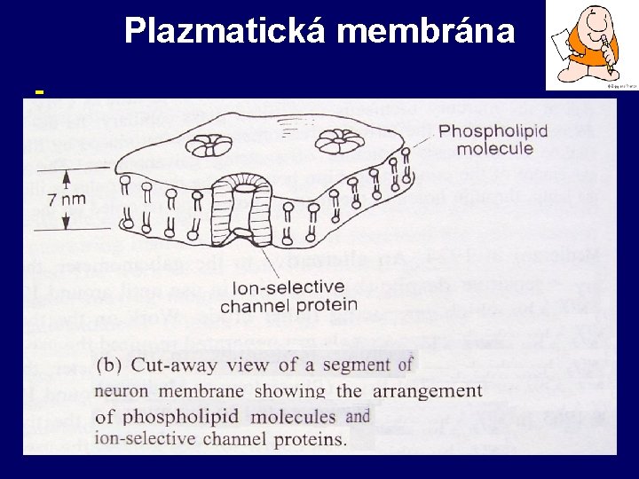 Plazmatická membrána - 