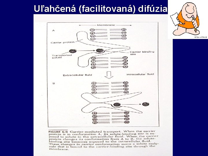 Uľahčená (facilitovaná) difúzia 