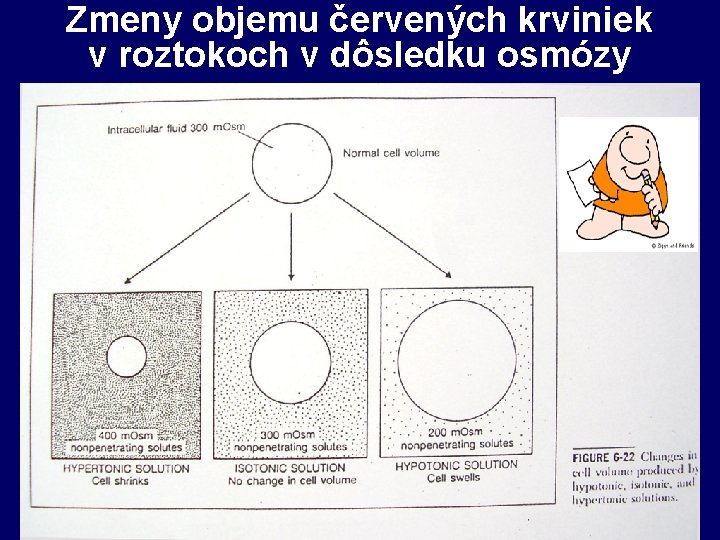 Zmeny objemu červených krviniek v roztokoch v dôsledku osmózy 