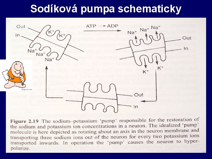 Sodíková pumpa schematicky 